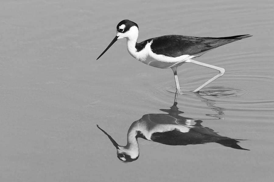 Black-necked Stilt - Black And White - Monochrome Photograph