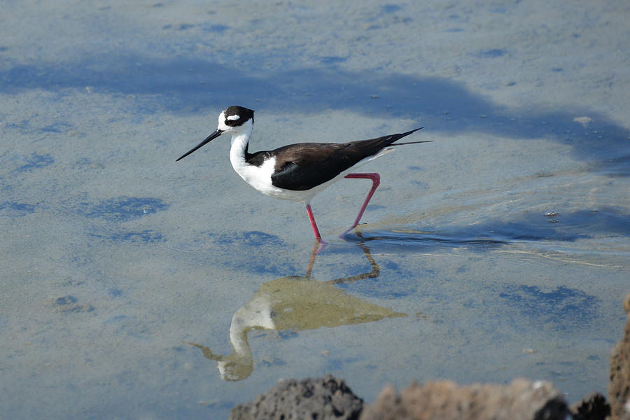 Black necked stilt Photograph by Diego Paredes - Fine Art America