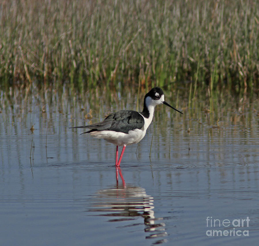 Bird Photograph - Black-necked Stilt by Gary Wing
