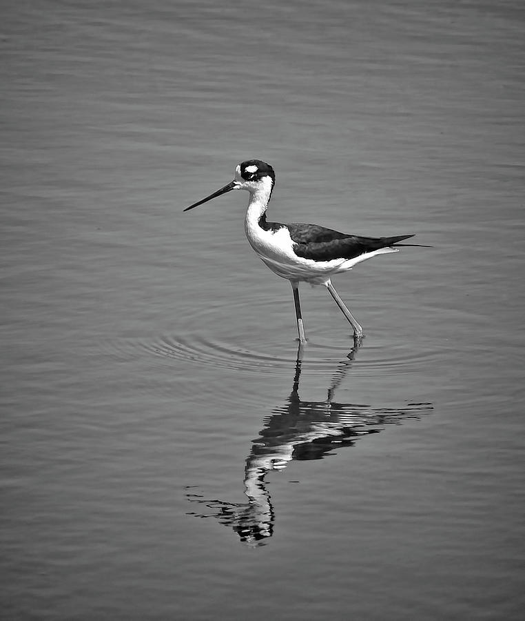 Black-necked Stilt In Black And White Photograph by HH Photography of Florida