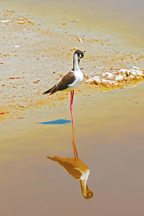 Black Necked Stilt In The Galapagos Photograph