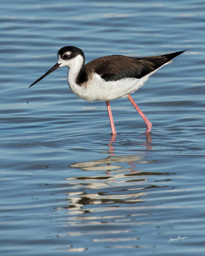 Black-necked Stilt Photograph by Jurgen Lorenzen - Fine Art America