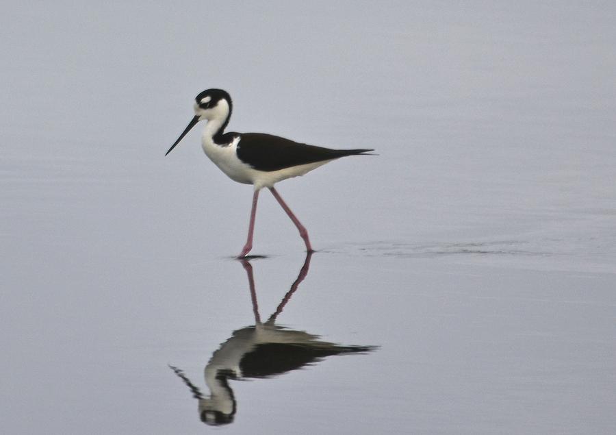 Black-necked Stilt Photograph by Lorelei Galardi - Pixels