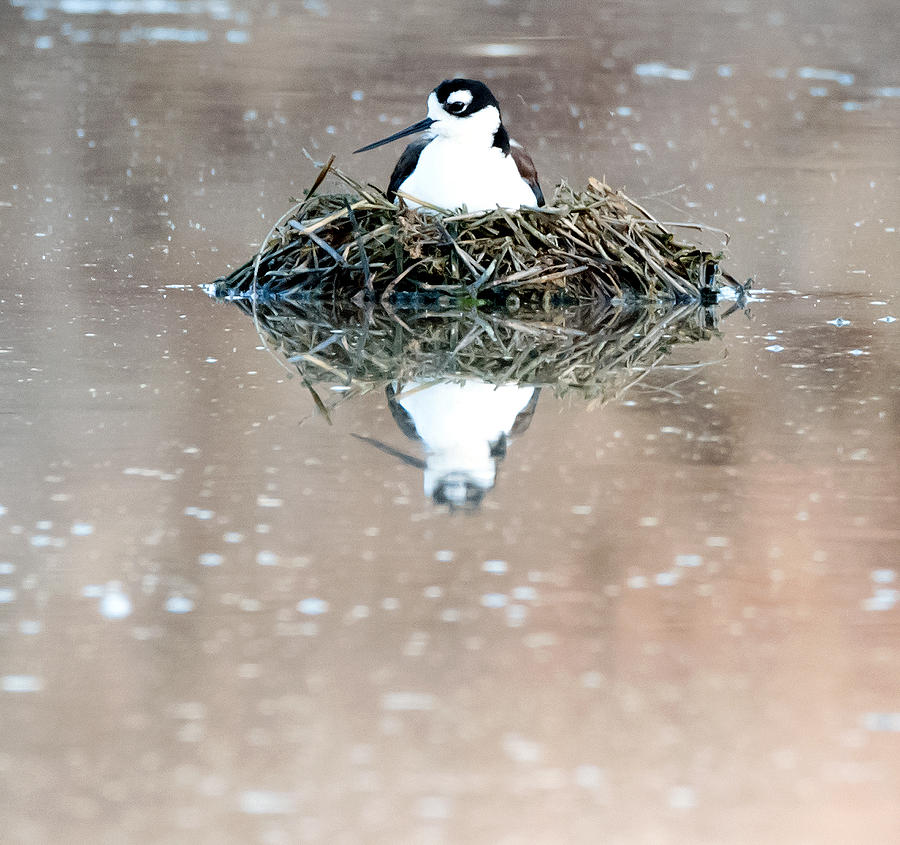 Black-necked Stilt Nest Photograph by Tam Ryan