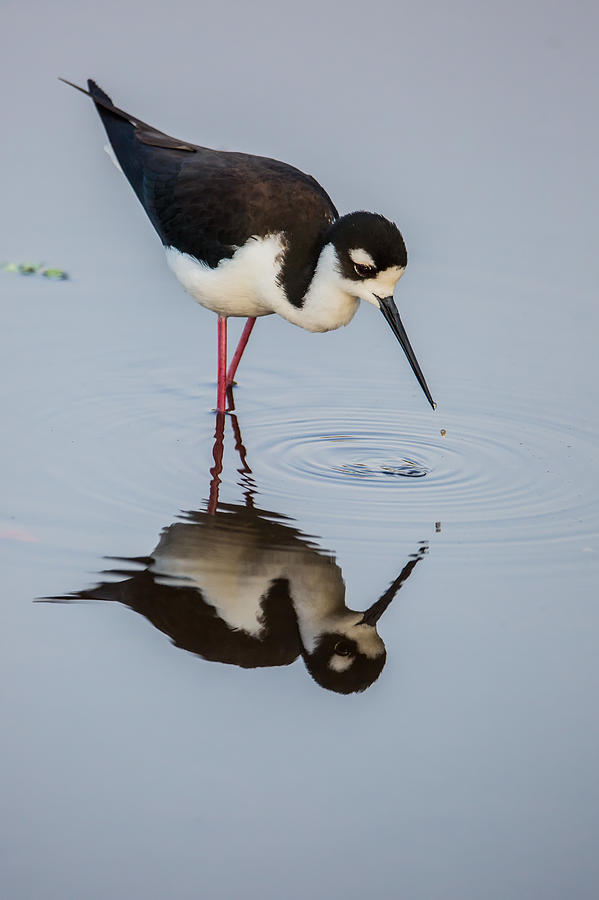 Black-necked Stilt Reflection Photograph by Andres Leon