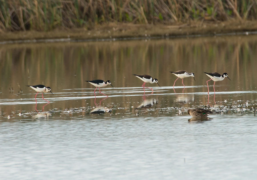 Black-necked Stilt Photograph by Richard Eastman - Fine Art America