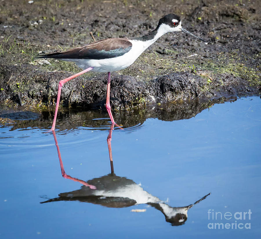 Bird Photograph - Black-necked Stilt by Ricky L Jones