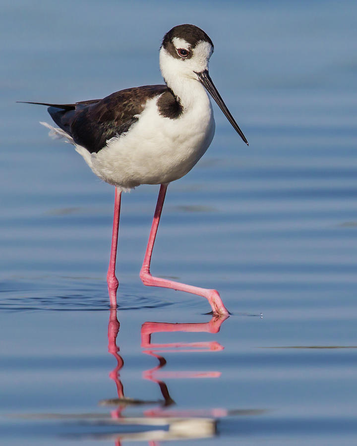 Black-necked Stilt Stepping Photograph by Jerry Fornarotto