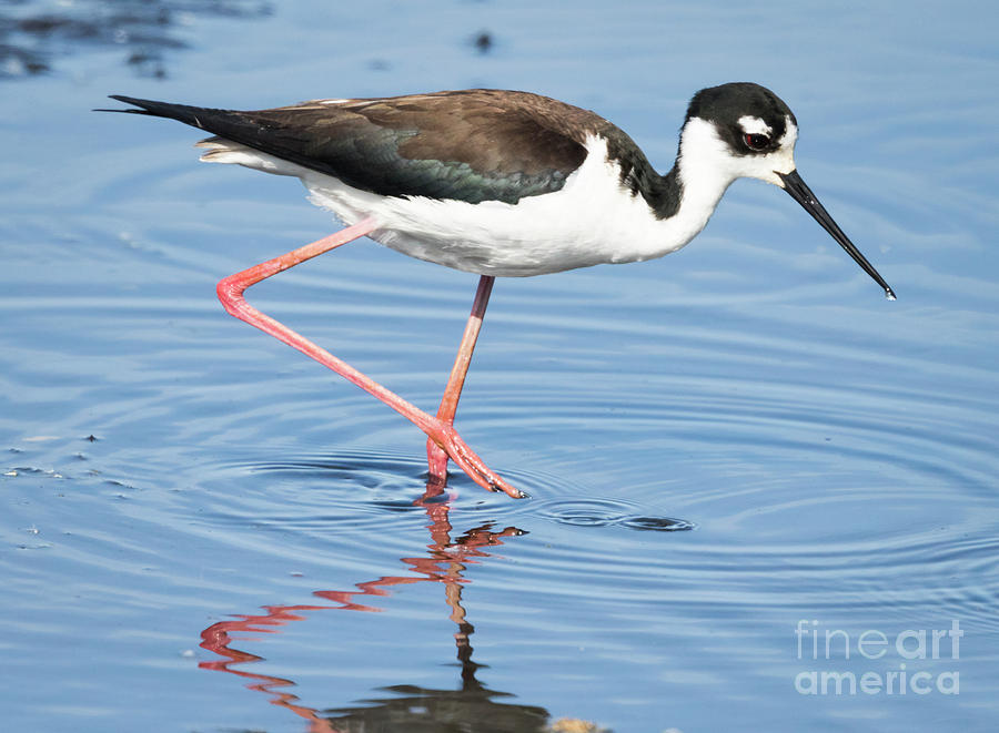 Canon Photograph - Black-necked Stilt Wading by Ricky L Jones Canon Photograph - Black-necked Stilt Wading by Ricky L Jones