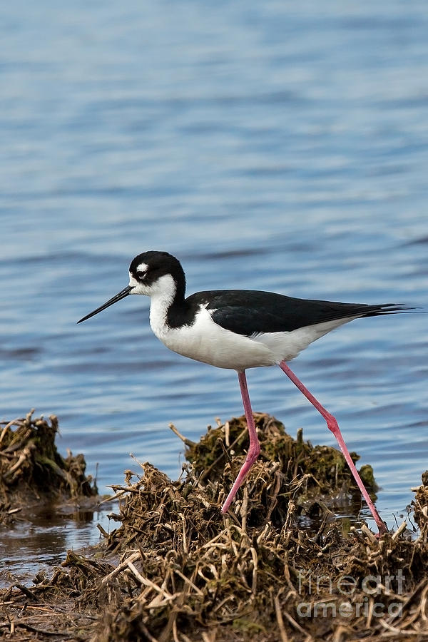 Nature Photograph - Black Necked Stilt Walks Along the Shore by Natural Focal Point Photography