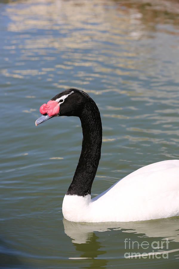 Black-necked Swan Photograph by Carol Groenen
