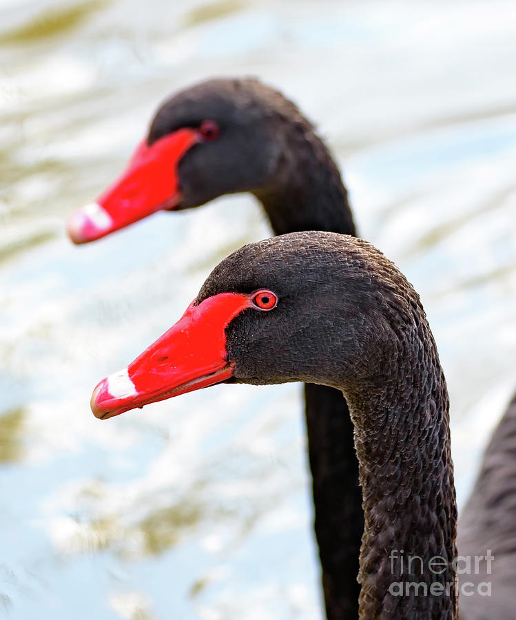 Black necked swans Photograph by Colin Rayner