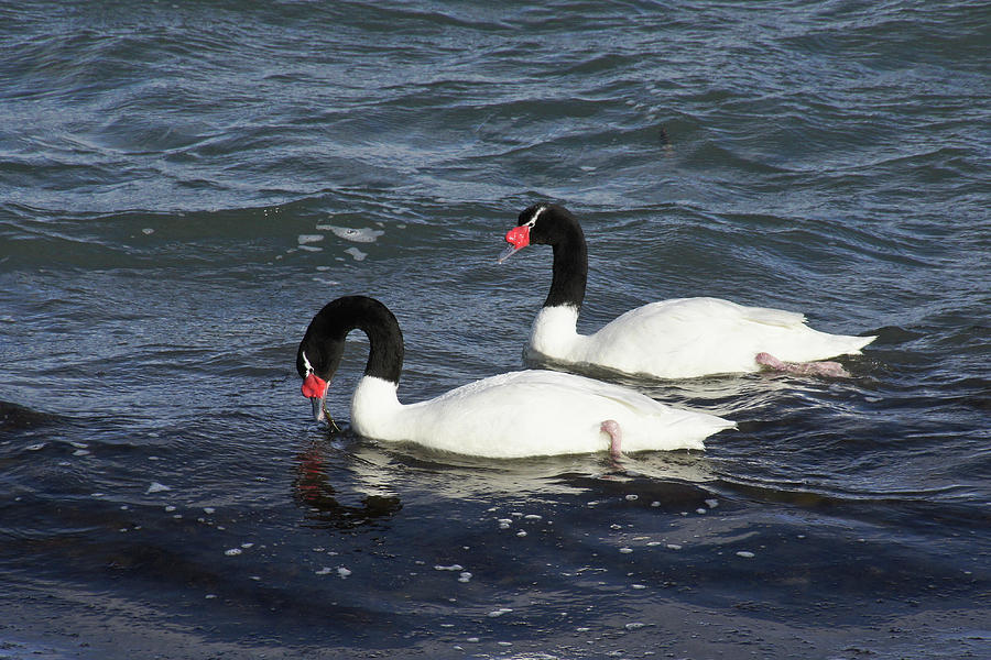 Black-Necked Swans Photograph by Michele Burgess