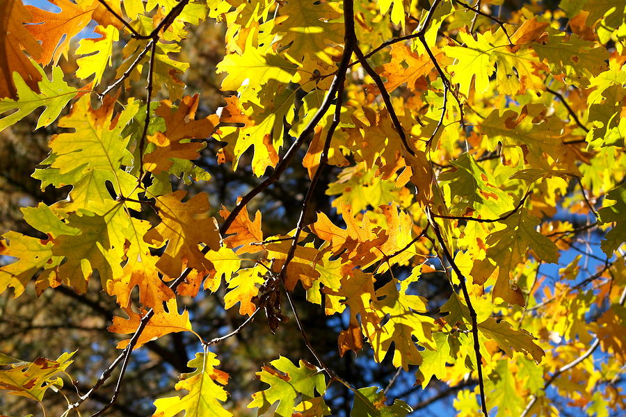 Black Oak November Photograph by Michele Myers