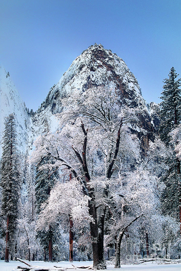 Black Oak Quercus Kelloggii Winter Yosemite National Park California Photograph by Dave Welling