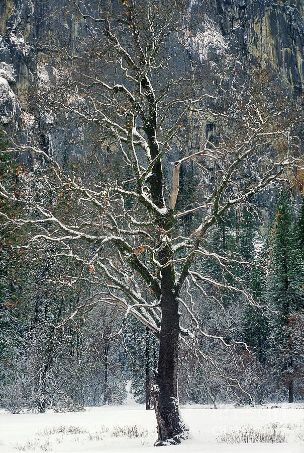 Black Oak Quercus Kelloggii With Dusting Of Snow Photograph by Dave Welling