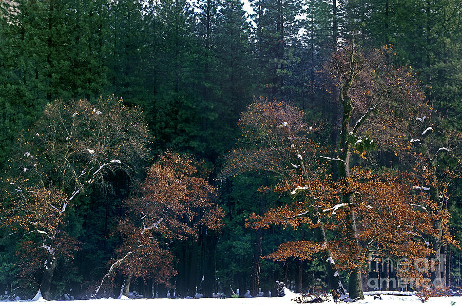 Black Oaks Quercus Kelloggii Fall Color Yosemite National Park California Photograph by Dave Welling