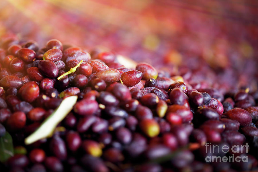 Black olives background Photograph by Anna Om