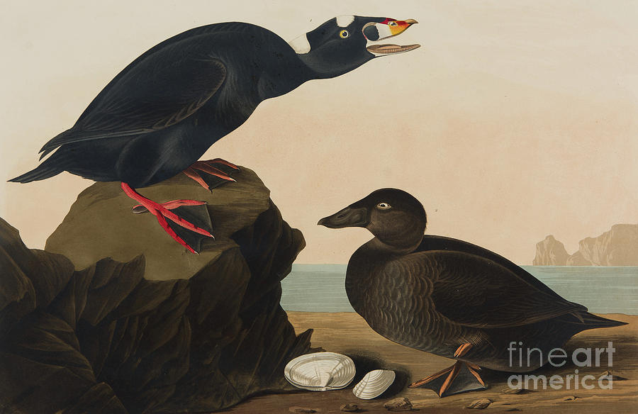Black or Surf Duck, 1836 Painting by John James Audubon
