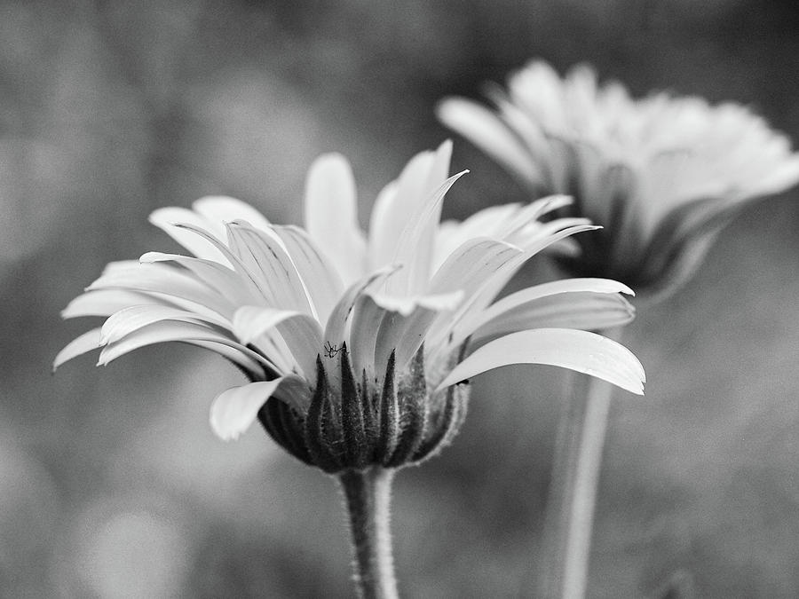 Flower Photograph - Black Or White  by Tom Druin