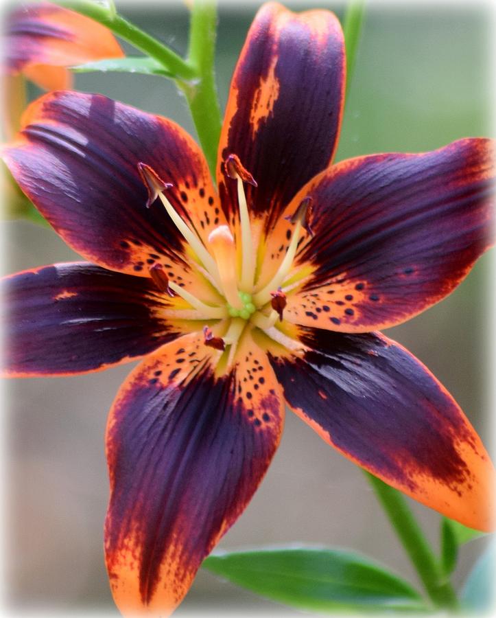 Black Orange Tiger Lily Photograph by Sheri McLeroy