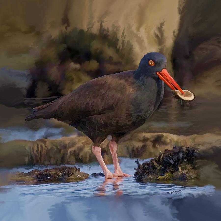 Black Oyster Catcher Painting by David Wagner