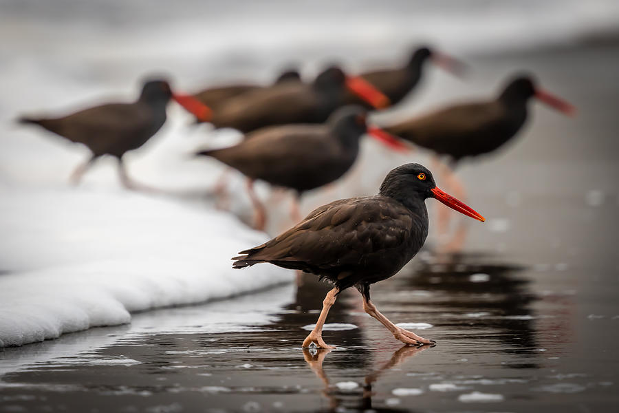 Black Oystercatcher Photograph by Gary Migues