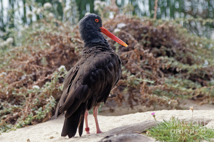 Black Oystercatcher Photograph by Natural Focal Point Photography
