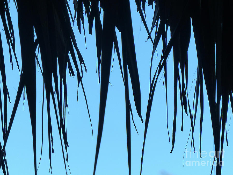 Black Palms On Blue Sky Photograph by Rosanne Licciardi