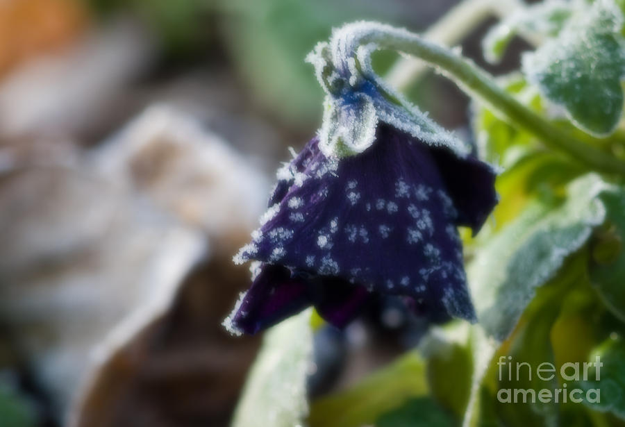 Black Pansy with Frost Photograph by Fred Lassmann