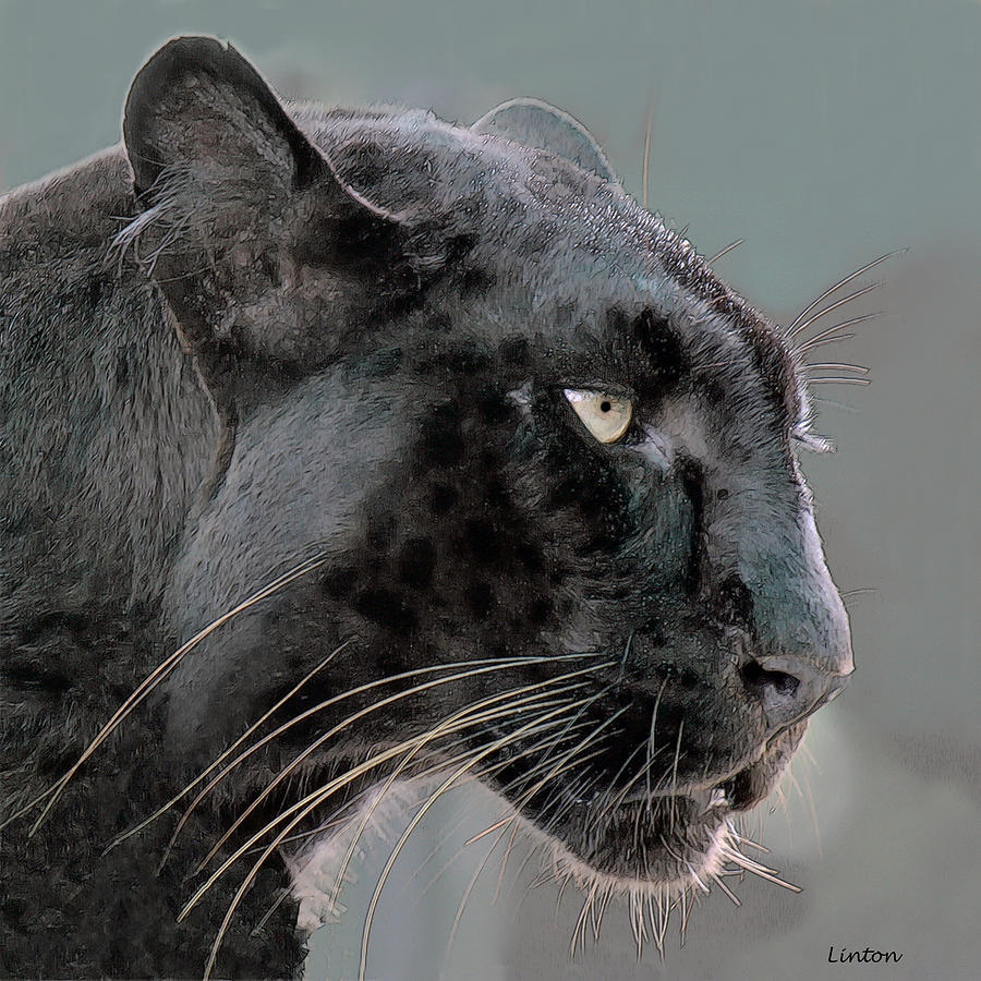 Leopard Digital Art - Black Panther 2 by Larry Linton