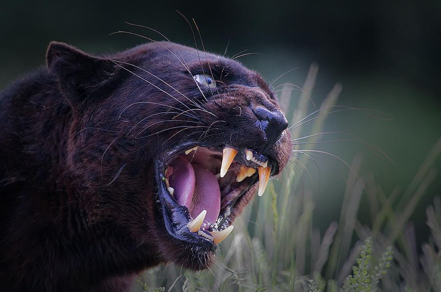 Black Panther Close Up Photograph by David Newbold - Pixels