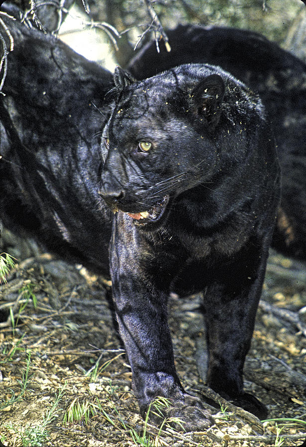 Black Panther in Forest Photograph by Dan Blackburn