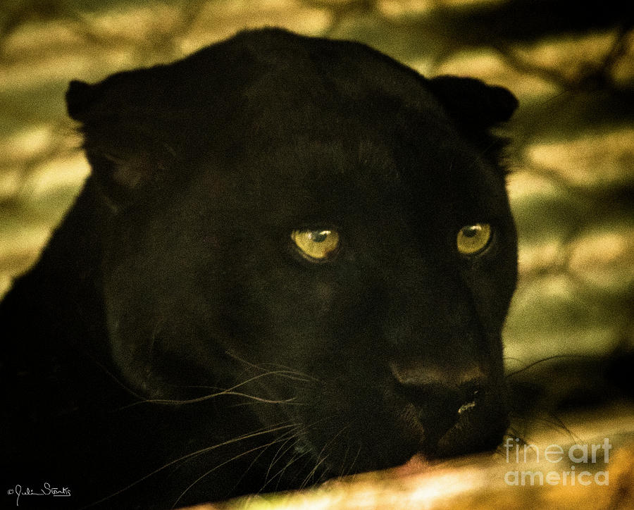 Black Panther Photograph by Julian Starks