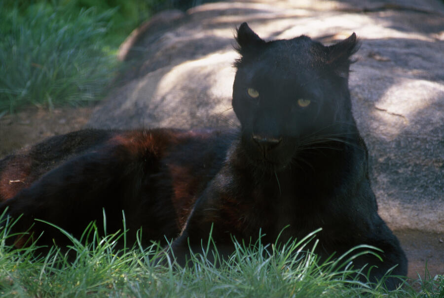 Black Panther Movie Photograph - Black Panther by Soli Deo Gloria Wilderness And Wildlife Photography
