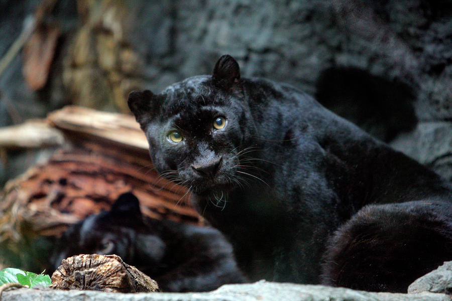 Black Panther Photograph by Victor Alcorn - Fine Art America