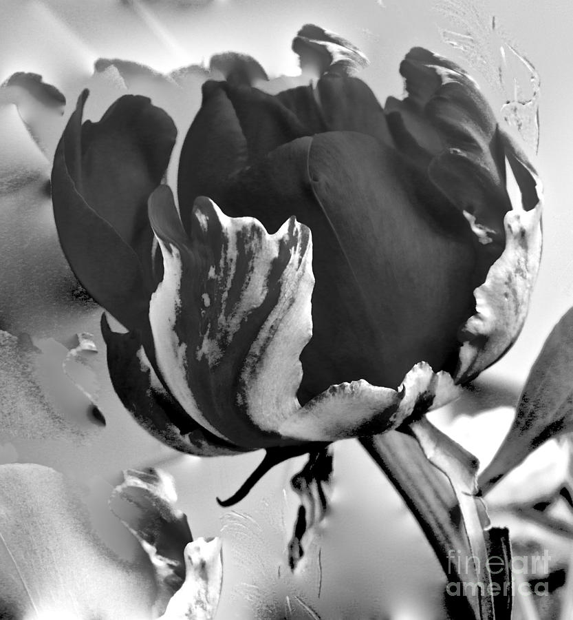 Black Peony Photograph by Elisabeth Derichs - Pixels