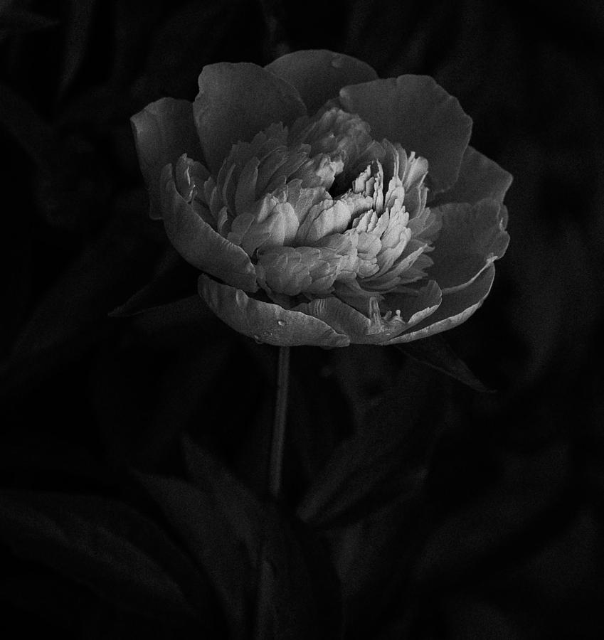 Flower Photograph - Black Peony by Kimber Lee