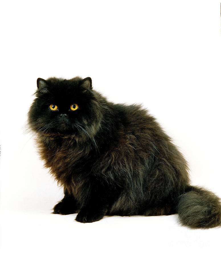 Black Persian Cat Photograph by Gerard Lacz