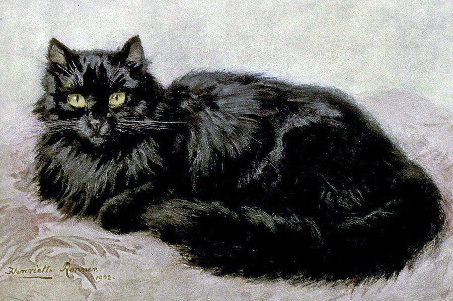 cat persian black