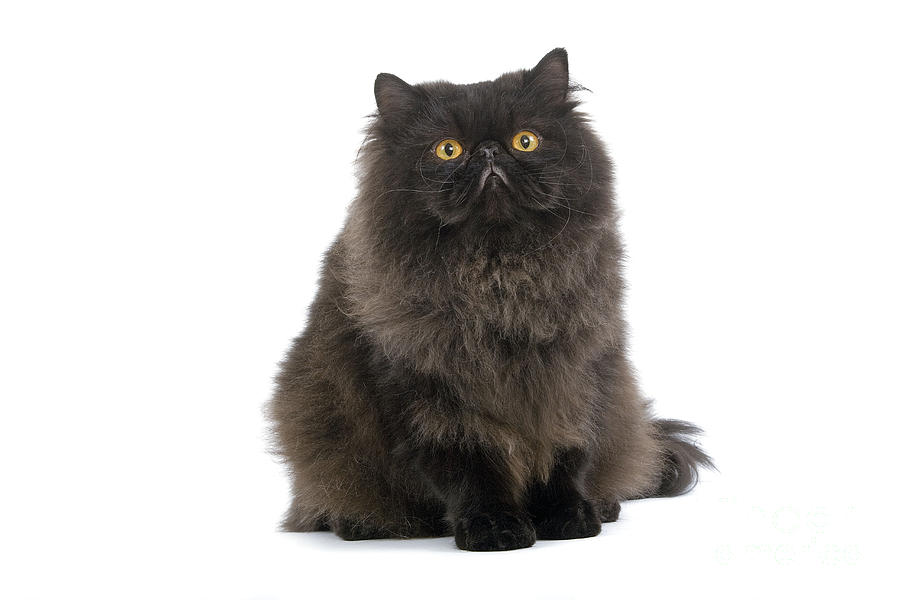 Black Persian Cat Photograph by Jean-Michel Labat | Fine Art America