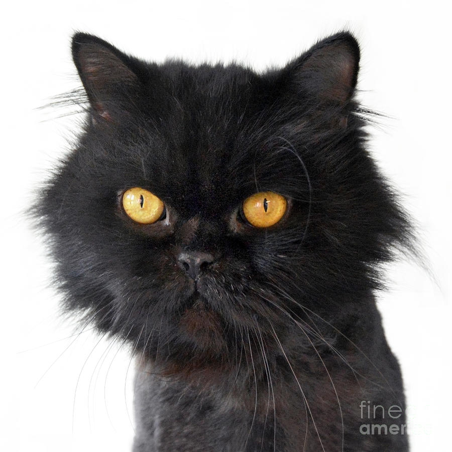 Black Persian Cat With Yellow Eyes Photograph by Catherine Sherman