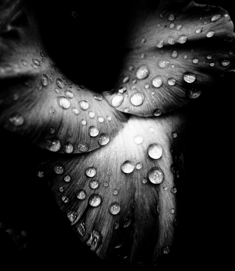 Black Petals Photograph by Grebo Gray