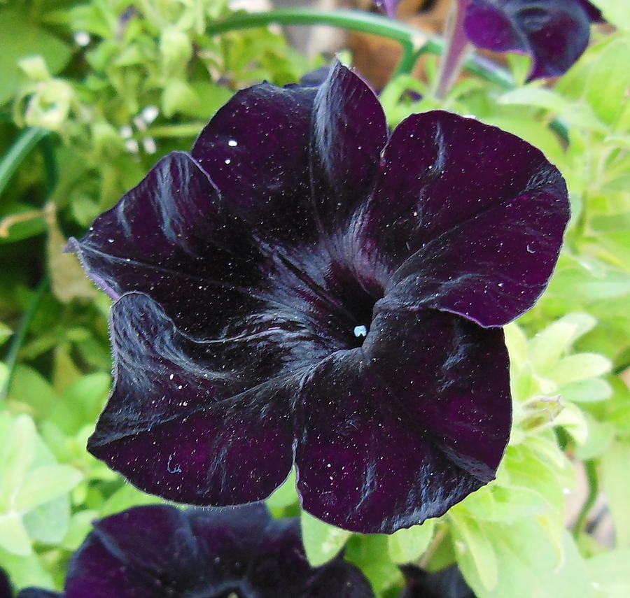 Black Petunia Photograph by Marie-Claire GALLET