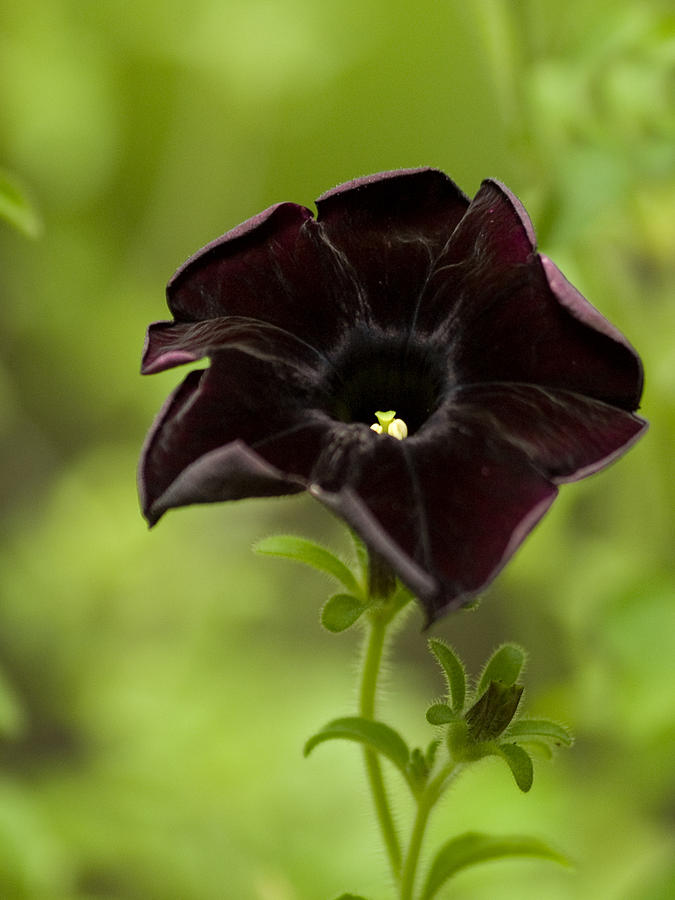 Black Petunia On A Brilliant Summer Day Photograph by Dorothy Lee ...