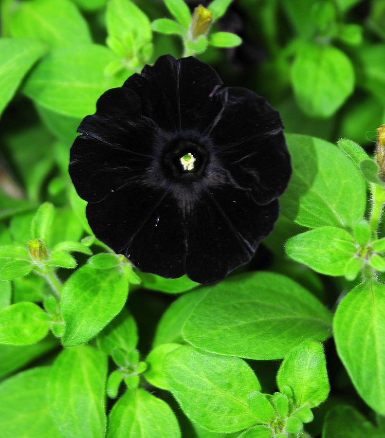 Black Petunia Photograph by Patrick Short