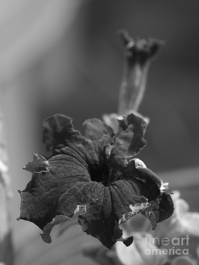 Black Petunia Photograph by Vivian Martin