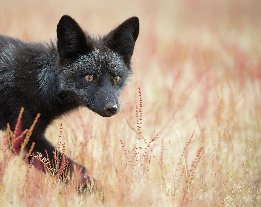 Black Phase Red Fox Kit 2 Photograph by Max Waugh