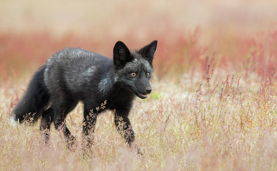 Black Phase Red Fox Kit Photograph by Max Waugh