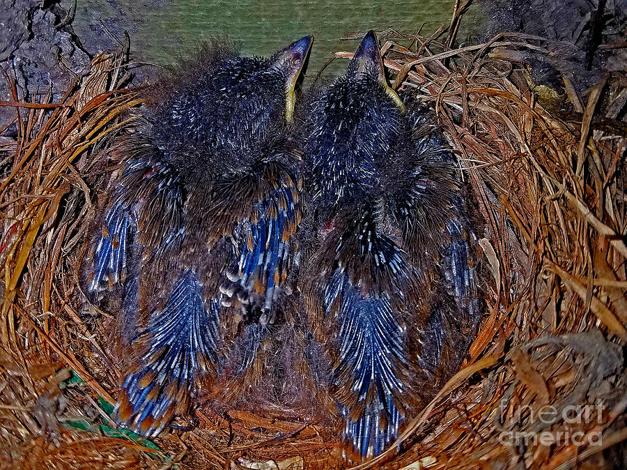 Black Phoebe Babies In Nest Photograph by Craig Corwin - Pixels